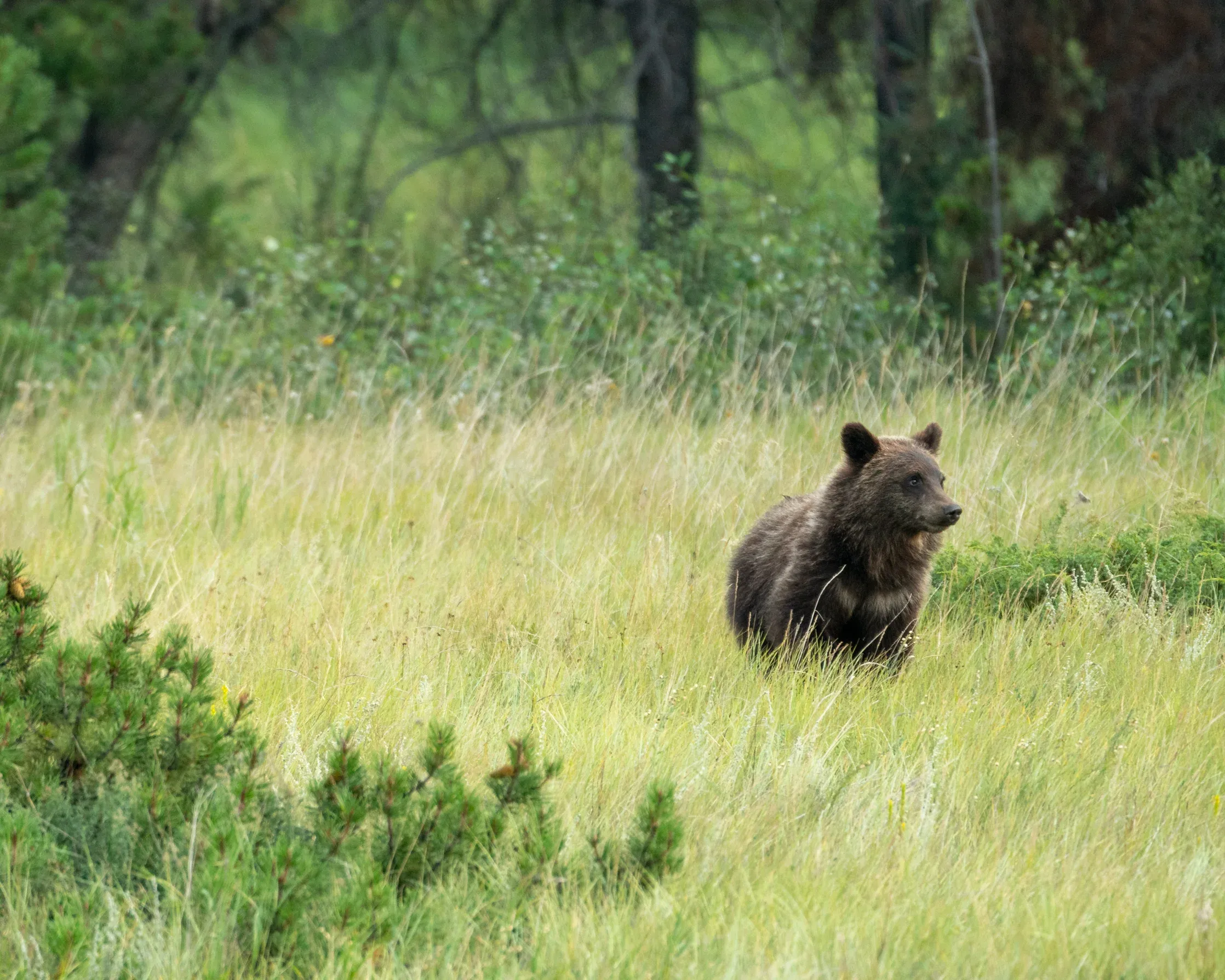 Baby Bear