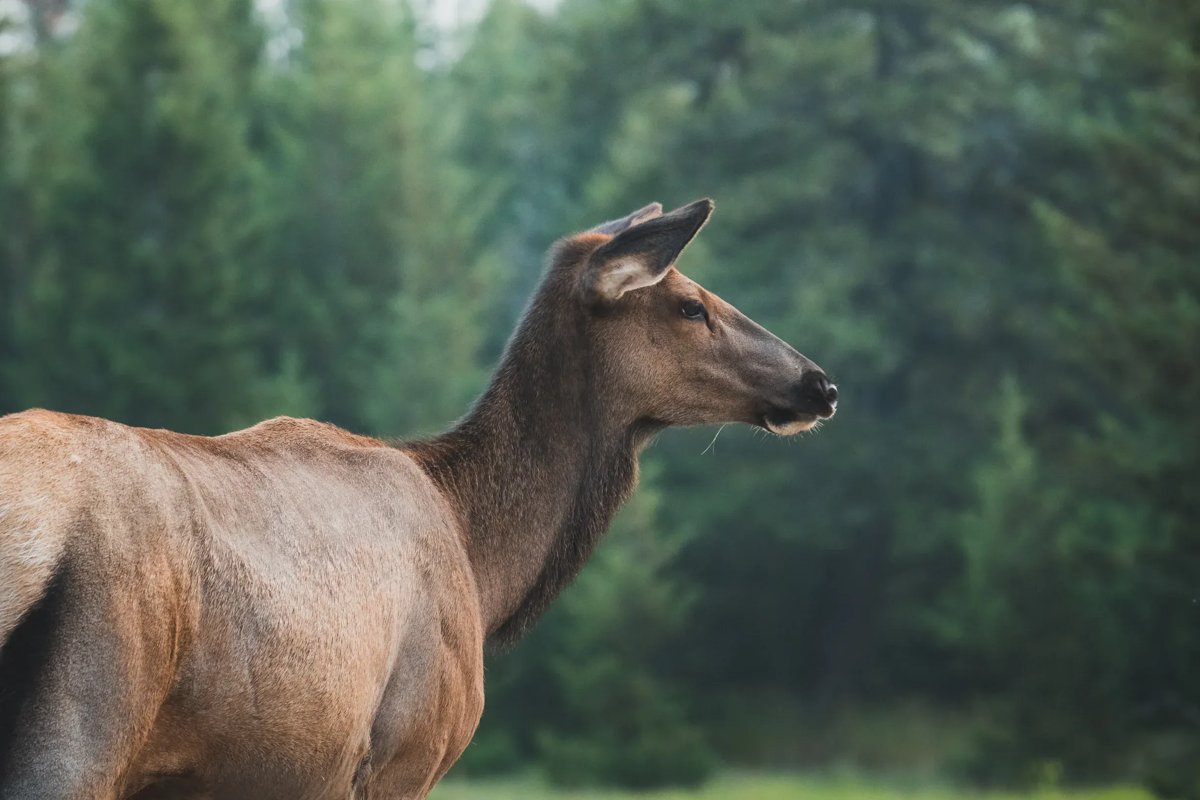 Doe